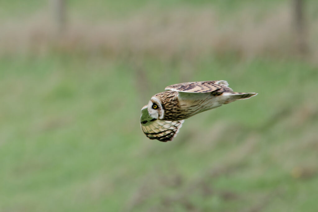 Photo of Short-Eared Owl